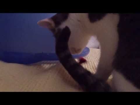 FUNNY CATS LINA & LUANA - LUANA