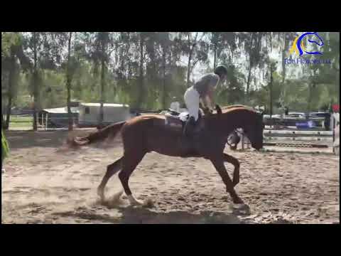 2021 Hannoverian stallion by Comme Il Faut  Top EQ prospect  FOR SALE