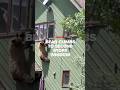 Bear climbs through second story window