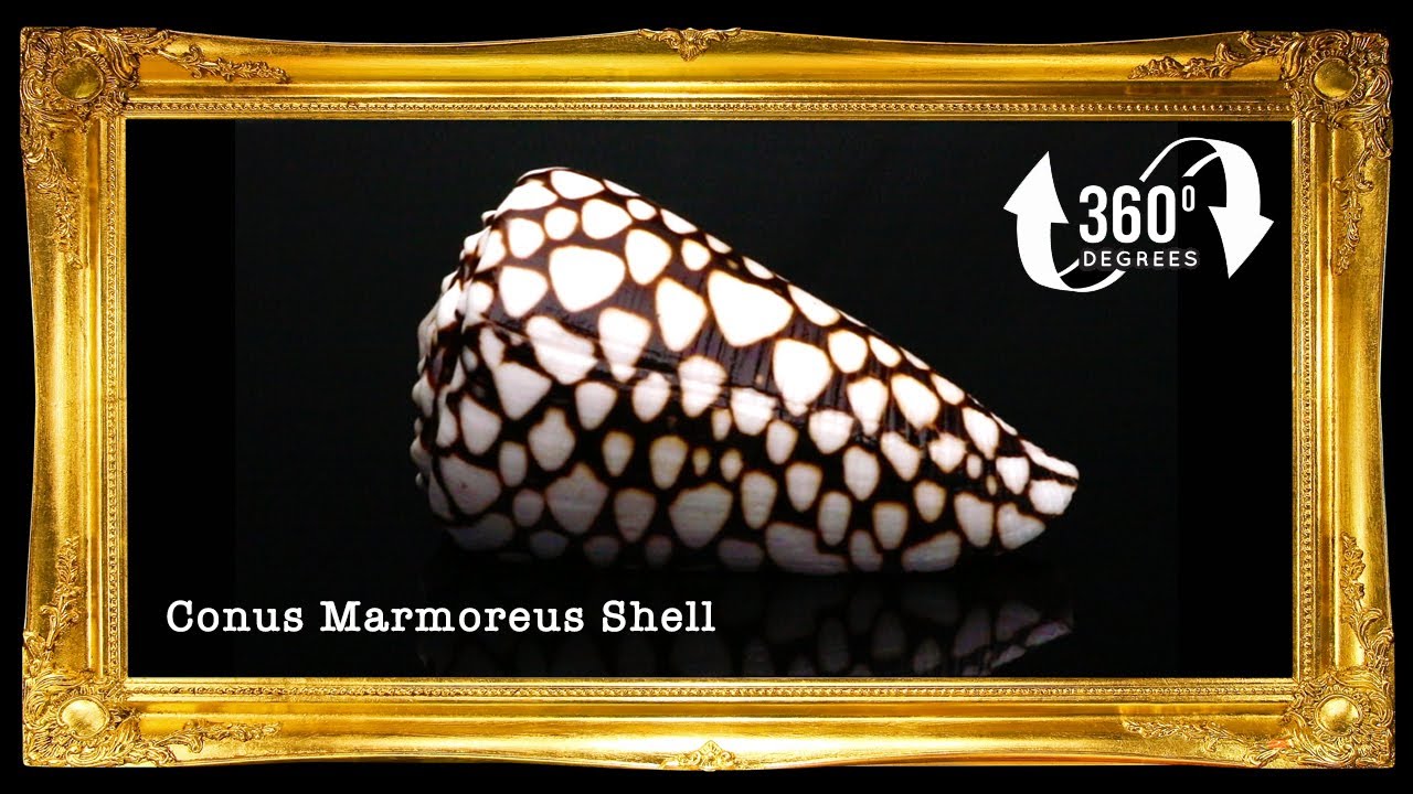 Conus Marmoreous | Marbled Cone | 2 - 3.5 Inches