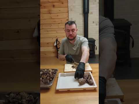 Как выглядит струя бобра, резка мускуса.