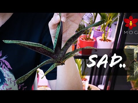 Orchid Updates - I did the worst thing to my Paphiopedilums 😭