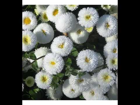 Tomas Damas, La vespertina