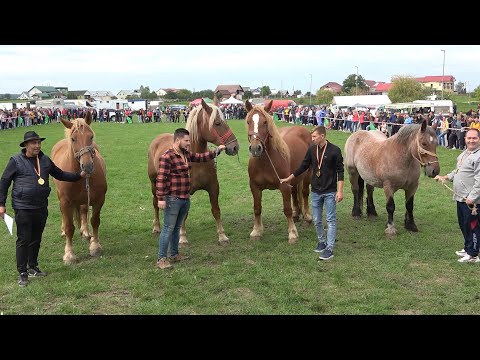 Expozitie cu cai de frumusete Tasnad, Satu Mare 25 Sept 2022 Nou!!!