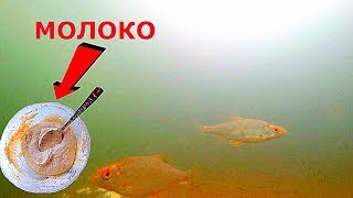 Рыбалка на молоке