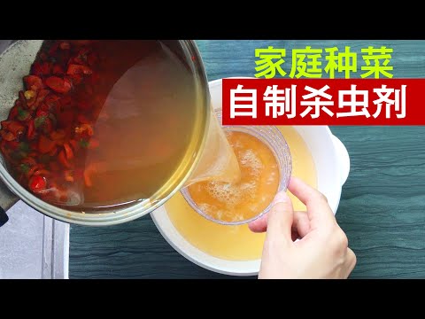 種辣椒驅蟲