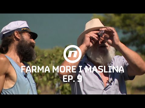 Pripreme za berbu - Epizoda 9 | Farma More i Maslina