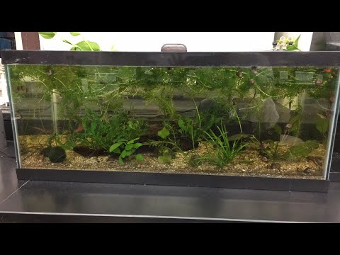 Classroom Fish Tank Update and a new tank! What should go in it?