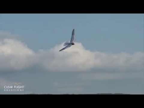 Robotic raptors look and fly like the real thing