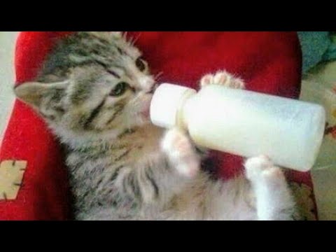 Смешные котики !!! Забавные  животные !!!  Красивая  музыка для настроения !!!