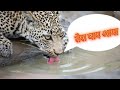Tera Bap Aaya Jaguar V S Crocodile Maddyvikku