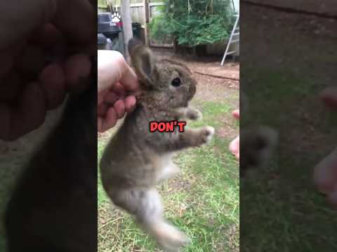 Do Not Touch a baby wild bunny‼️