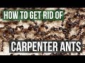 How to Get Rid of Carpenter Ants (4 Simple Steps)