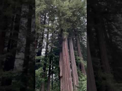 Redwood tree in front of cabin #2