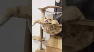 For kitties and servants alike!This is the best part of a transparent spaceship