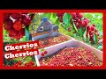 PISCA de CHERRIES / COSECHA de CEREZAS
