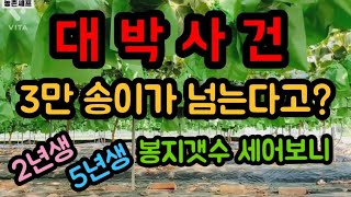 #샤인머스켓재배기술 #포도봉지싸기시기매출이익 #놉높인력일군일꾼시설비가림비닐하우스