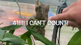 How many orchids do I have really? …. I can’t count! And a bit of update here and there.