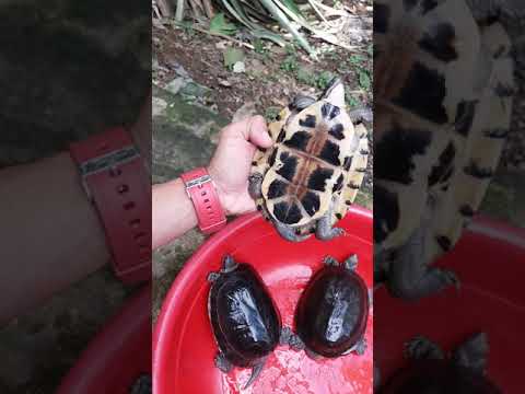 Releasing my little turtles into the wild
