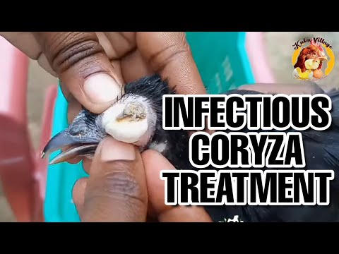 , title : 'Infectious Coryza Treatment and How to OverCome It'