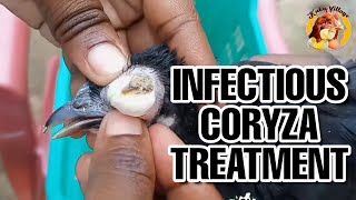 Magonjwa ya Kuku Wa Kienyeji na Tiba Zake  - Infectious Coryza