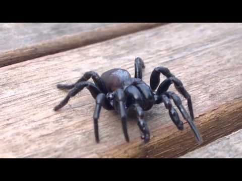SPIDER CRAWLING