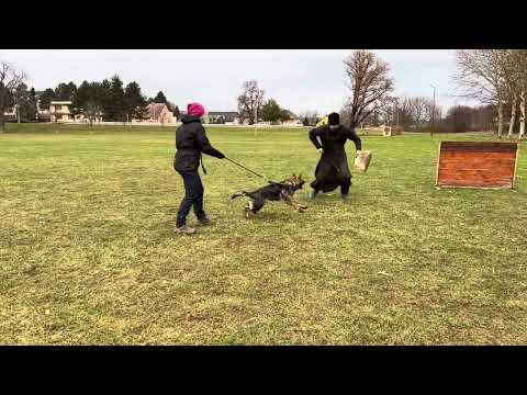 Venom z Jukasu - protection - 5 months old