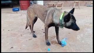 ليندا تلعب وتلهو وتحاول البحث عن الأفعىLinda brinca e procura a cobra