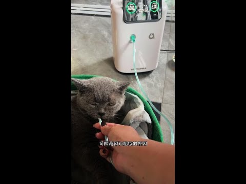 灰灰：一个都不能少，三个儿子就是要整整齐齐……