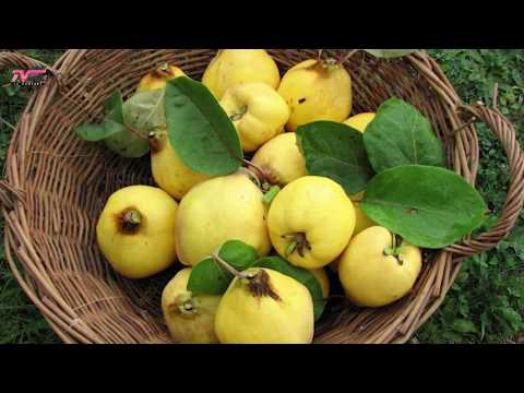 17. Copëza urtësie nga Kurani - Të mirat e ftoit