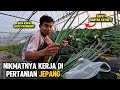 NIKMATNYA KERJA DI PERTANIAN JEPANG WALAPUN DI DESA TETAP BERSYUKUR