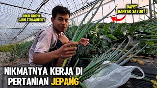 Download lagu NIKMATNYA KERJA DI PERTANIAN JEPANG WALAPUN DI DESA TETAP BERSYUKUR!! mp3