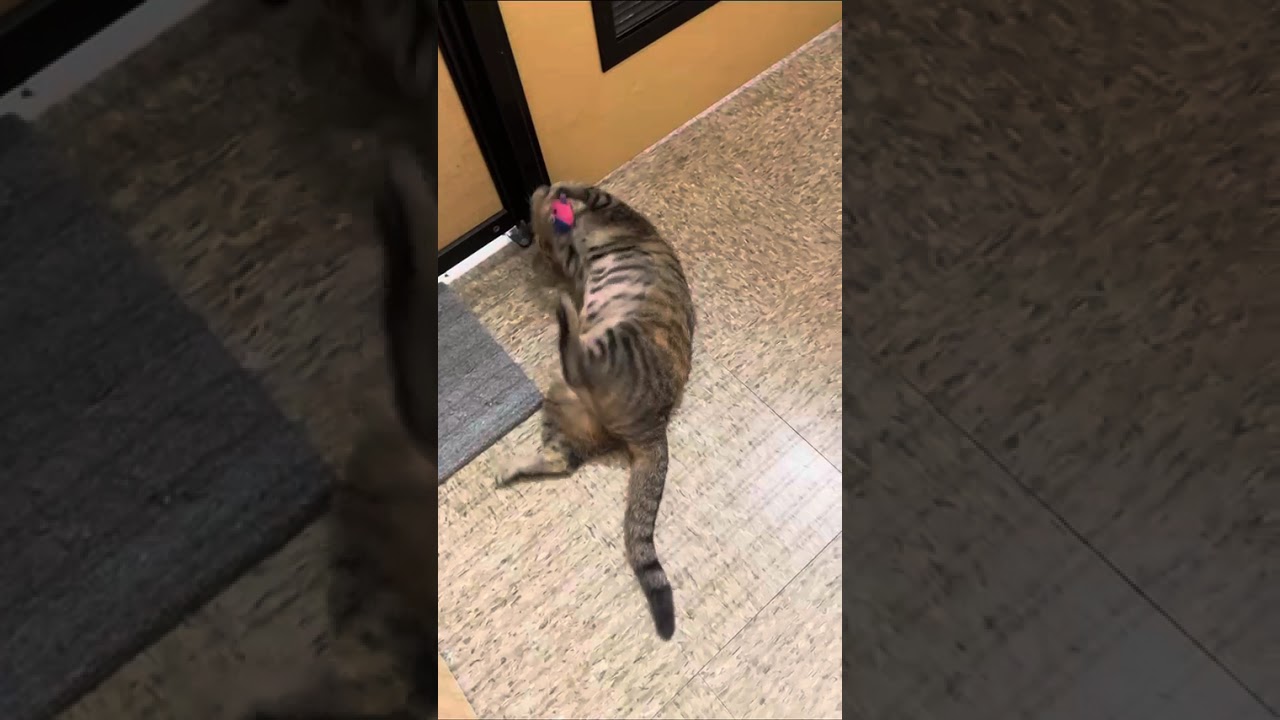Hira, a Adoptable Domestic Short Hair in Clinton, NJ video 5/6