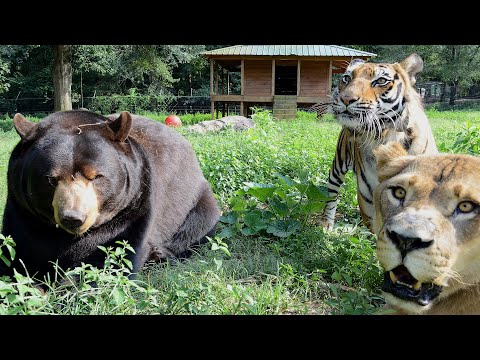 A bear lived with lion and tiger. Guess what they did to each other.