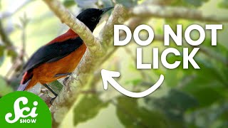 7 Discoveries Scientists Made by Licking Things