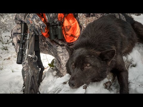 SHADE of BLACK - Wolf Hunting Montana