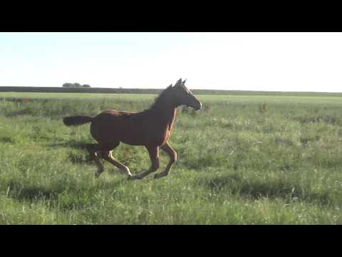 Casall-Baloubet du Rouet