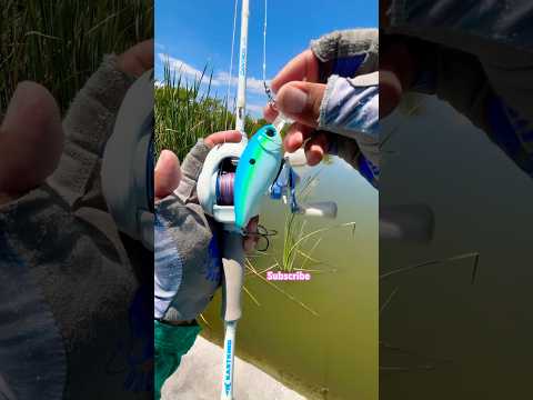 Tips setting a Baitcaster with Crankbait for Bass#fishing#fish#tips#shortvideo#shorts#short#viral