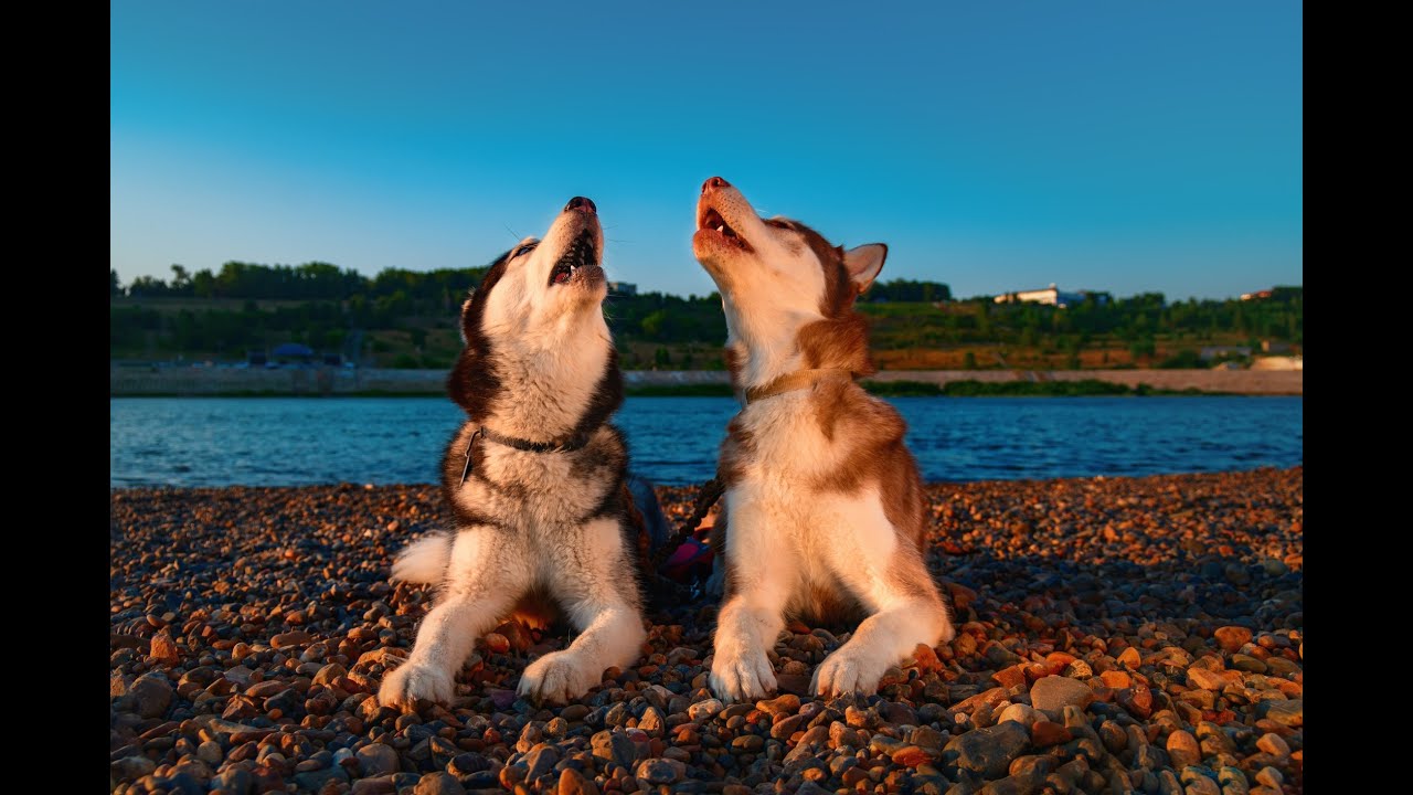 Happy to be Lucky - Adopt a Rescue Dog!