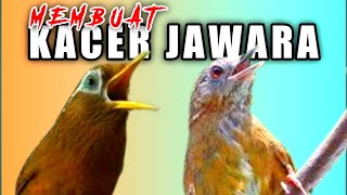 Download lagu Suara wambi alam liar mewah cocok untuk masteran burung kacer full isian mewah mp3 Download lagu Suara wambi alam liar mewah cocok untuk masteran burung kacer full isian mewah mp3