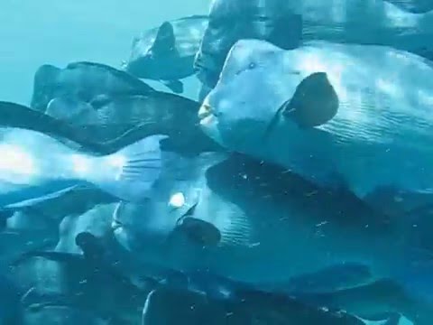 カンムリブダイ　2007/8/13　シパダン島