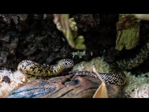 download lagu mp3 mp4 Lampropeltis Floridana, download lagu Lampropeltis Floridana gratis, unduh video klip Lampropeltis Floridana