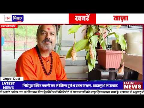 Sirmaur Brahma Kamal: गिरिपुल काली मठ में खिला दुर्लभ पवित्र फूल