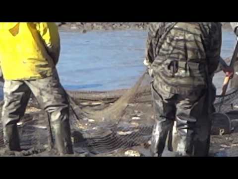 Výlov rybníka 22.10.2016 Veľký Ďur