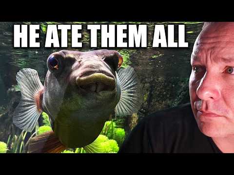 What happened when i added a PREDATOR FISH to my 700 gallon community aquarium - the king of DIY