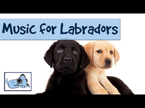 Music for your Labrador - Calming Music for Your Pet Dogs 🐶 #RETLAB04