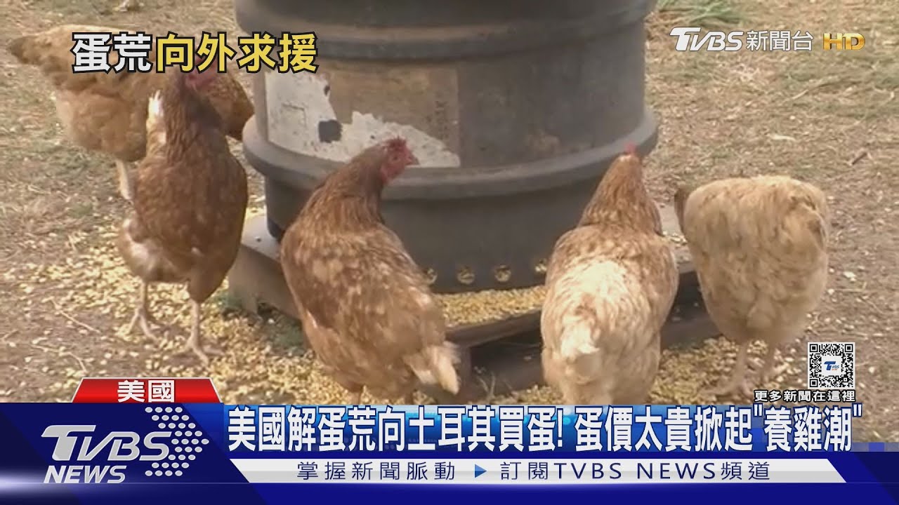美國解蛋荒向土耳其買蛋! 蛋價太貴掀起「養雞潮」