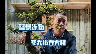 盆景冻伤伤有多深，为何等到春季枯萎才被发现