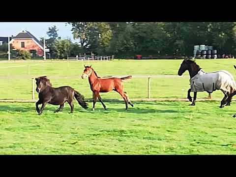 Quando Unico x All at once x Fürst Heinrich