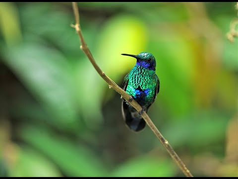 Hummingbirds - Jewelled Messengers | Terra Mater Studios (Official Trailer)